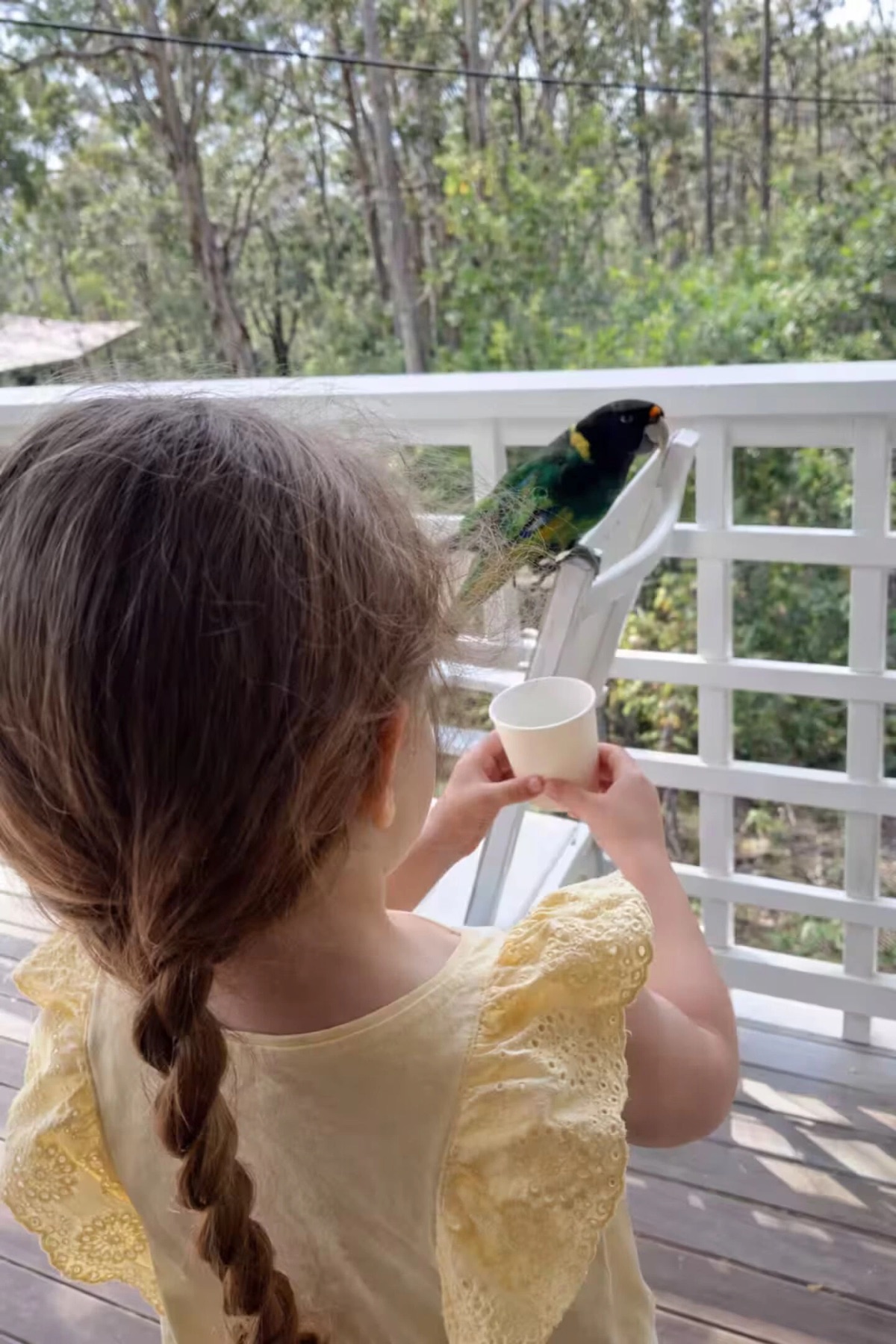 Parrot on the balcony