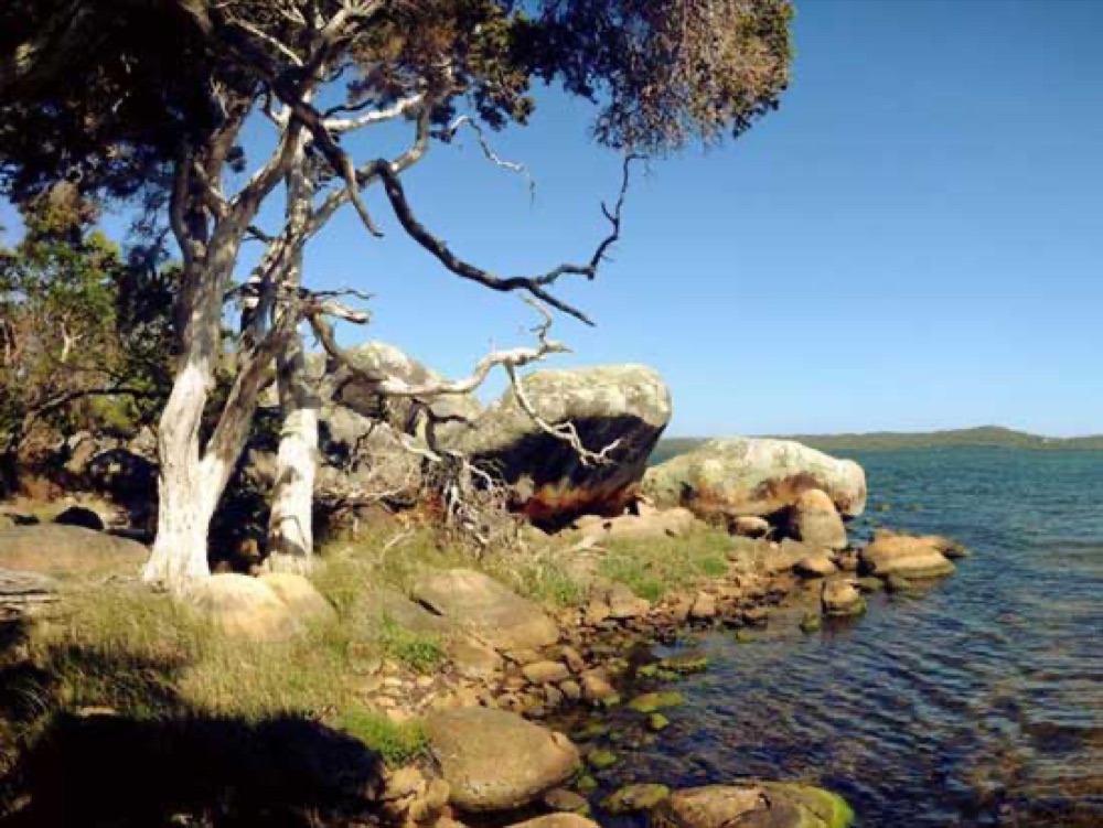 Bibbulmun Track through the Denmark bush