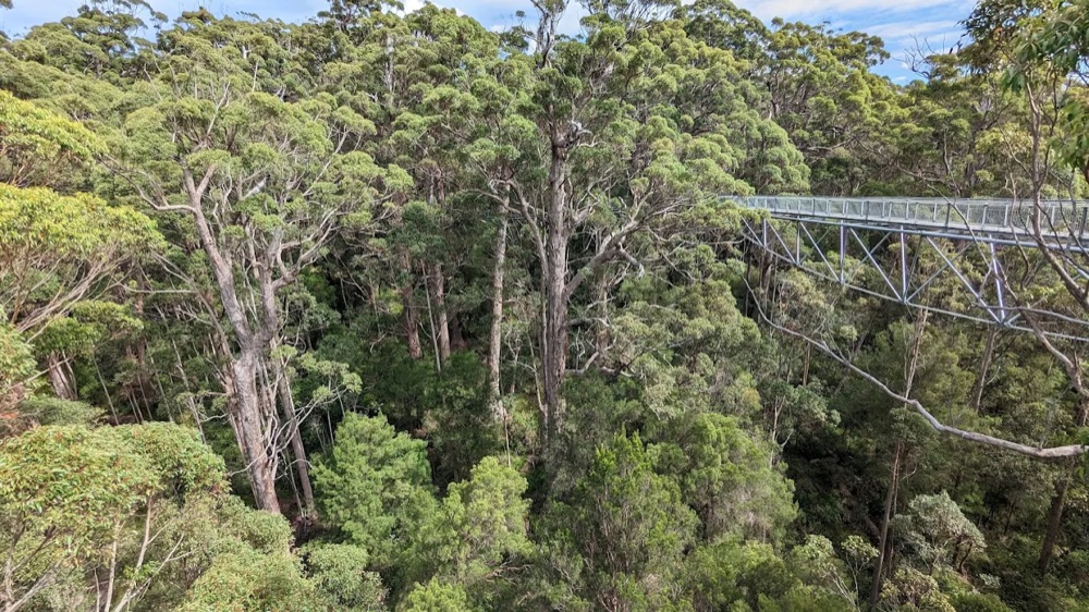 Treetop Walk through the tingle forest